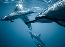 大发棋牌——开启你的娱乐新体验